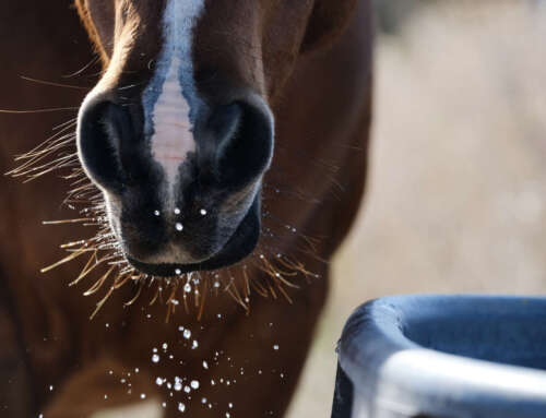 6 aspetti importanti sul consumo di acqua del cavallo